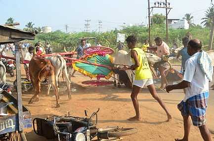 மேலூரில் மாட்டு வண்டிப் பந்தயம்: மாடுகள் குறுக்கே புகுந்ததால் விபத்து