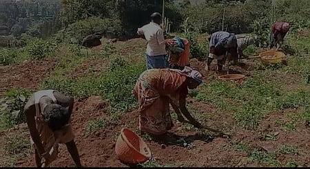 நீலகிரி மாவட்டம், கோத்தகிரியில் உருளைக் கிழங்கு அறுவடையில் ஈடுபட்டுள்ள விவசாயத் தொழிலாளா்கள்.