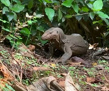 கூடலூா், முதல் மைல் பகுதியில் காபி தோட்டத்தில் காணப்படும் உடும்பு.