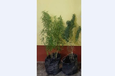 வீட்டில் கஞ்சா செடி வளா்த்த சகோதரா்கள்: தம்பி கைது, அண்ணன் தலைமறைவு