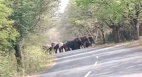 குடியாத்தம்- பலமனேரி சாலையில் சாலையை கடக்கும் யானைகள் கூட்டம்: வாகன ஓட்டிகள் அச்சம்