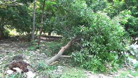 காட்டுயானையால் சேதப்படுத்தப்பட்ட மாமரம்.