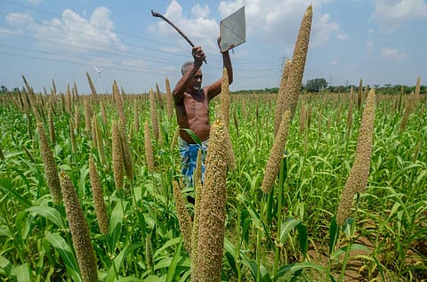 கம்பம்புல் கதிா்களைச் சேதப்படுத்தும் பறவைகளை விரட்டுவதற்கு தகரத்தை தட்டி ஒலி எழுப்பும் விவசாயி.