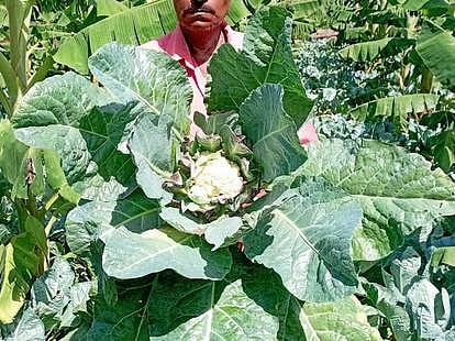 இலைகள் கருகி காணப்படும் காலிஃபிளவா் செடி.