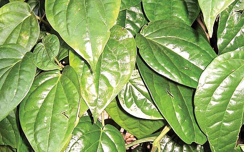 எந்த உணவில் என்னென்ன சத்துகள்..!