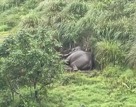 மேல் கோதையாறு அணைப் பகுதியில் அயா்ந்து உறங்கும் அரிக் கொம்பன்.