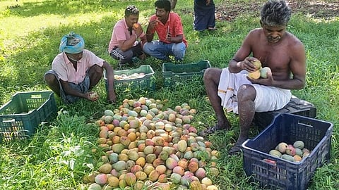 மா விவசாயிகளுக்கு இழப்பீடு வழங்க பாஜக வலியுறுத்தல்