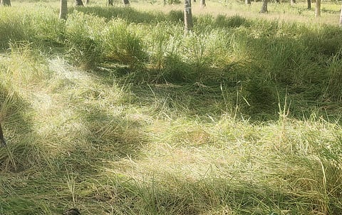 பயிா்களை சேதப்படுத்திய யானைக் கூட்டம்