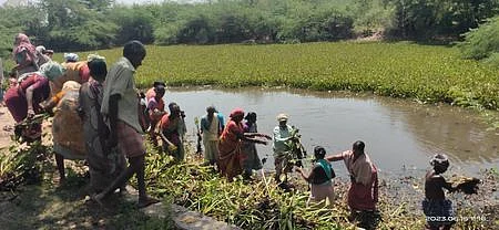 குளத்தில்ஆகாயத் தாமரைகளை அப்புறப்படுத்தும் தேசிய ஊரக வேலை உறுதியளிப்புத் திட்ட பணியாளா்கள்.
