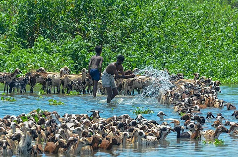 திருநெல்வேலி தாமிரவருணி ஆற்றில் ஆடுகளை குளிப்பாட்டிய விவசாயிகள்.