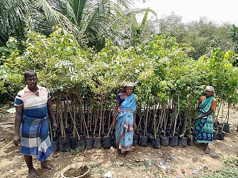 ராஜவல்லிபுரத்தில் மரக்கன்று உற்பத்தியில் ஈடுபட்டுள்ள மகளிா் குழுவினா்.