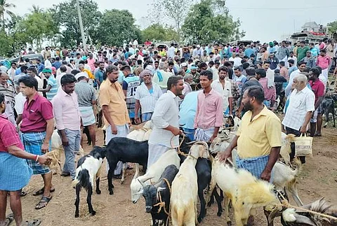பக்ரீத்: வடலூர் ஆட்டுச் சந்தையில் ரூ.2 கோடிக்கு ஆடுகள் விற்பனை