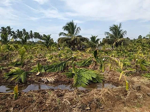 1500க்கும் மேற்பட்ட பாக்கு மரங்களை வெட்டிச் சாய்த்த மர்ம நபர்கள்!