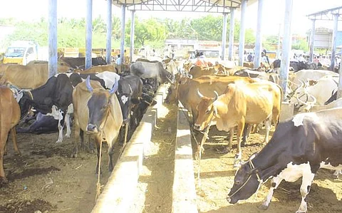 மேலப்பாளையம் சந்தைக்கு விற்பனைக்காக திங்கள்கிழமை கொண்டு வரப்பட்டிருந்த மாடுகள்.
