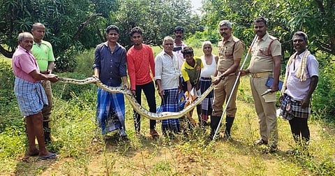 மாந்தோப்பில் பதுங்கிய 12 அடி நீள மலைப் பாம்பு மீட்பு