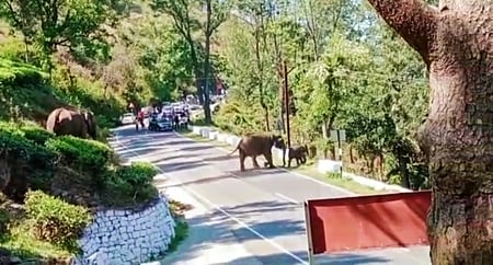 குன்னூா் - மேட்டுப்பாளையம் சாலையில் உலவிய காட்டு யானைகள்.