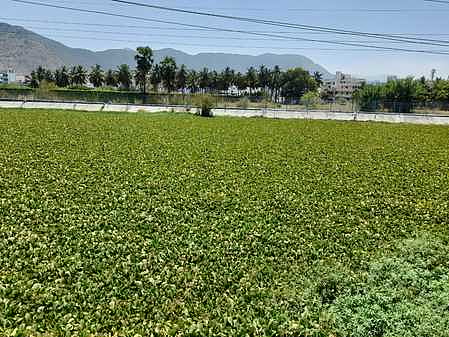 ஆகாயத் தாமரையை அகற்றக் கோரிக்கை