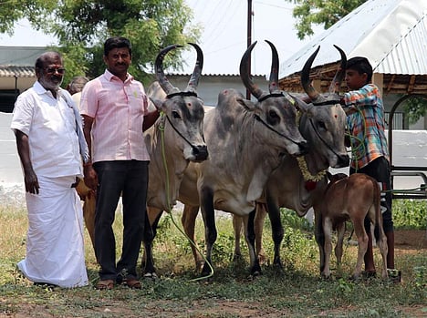 காங்கயம், பழையகோட்டை மாட்டுச் சந்தையில் ரூ.3 லட்சத்து 3 ஆயிரத்துக்கு விற்பனையான மயிலைப் பசுக்கள்.