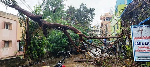 05tlrtree_0506chn_182_1