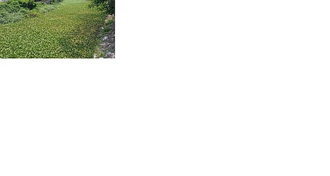 ஆகாயத் தாமரைச் செடிகளின் ஆக்கிரமிப்பில் ஆறுகள்