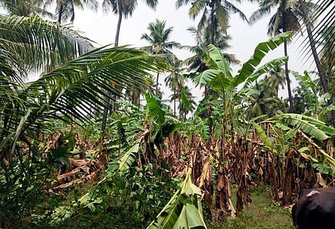ஆம்பூா் பகுதியில் பலத்த மழை: மரம் முறிந்து விழுந்து மின்கம்பம் சேதம்