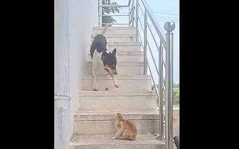 நாயை படிக்கட்டில் இறங்கவிடாமல் தடுத்த பூனை: வைரலாகும் ருசிகர விடியோ!