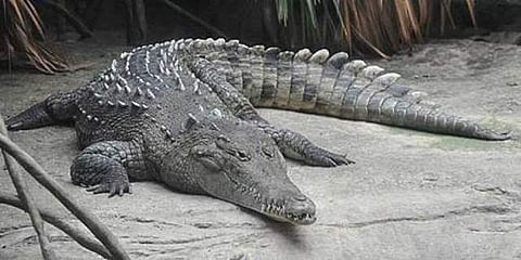 பிற உயிரின் உதவியின்றி கருவுற்ற முதலை! வரலாற்று அதிசயம்!!