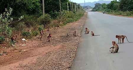 மேல்செங்கம் மத்திய மாநில விதைப்பண்ணை பகுதியில் சாலையில் சுற்றித்திரியும் குரங்குகள்.