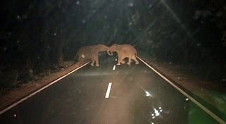 சத்தியமங்கலம், பண்ணாரி சாலையில் காணப்பட்ட காட்டு யானைகள்.