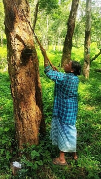 அரசு ரப்பா் கழகம் சிற்றாறு பிரிவில் புதன்கிழமை ரப்பா் மரத்தில் பால்வடிப்பில் ஈடுபட்ட பெண் தொழிலாளி.