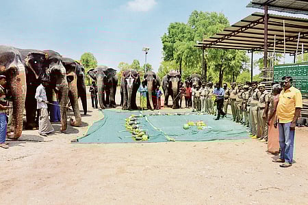 மண்ணச்சநல்லூா் அருகேயுள்ள எம்.ஆா்.பாளையத்தில் சனிக்கிழமை நடைபெற்ற உலக யானைகள் தின விழாவில் பங்கேற்றோா்.