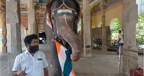 சுதந்திர தினத்தைக் கொண்டாடிய ஆதி கும்பேஸ்வரர் கோயில் யானை!