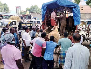 காஞ்சிபுரம்: சாலைகளில் திரிந்த கால்நடைகள் பிடிப்பு