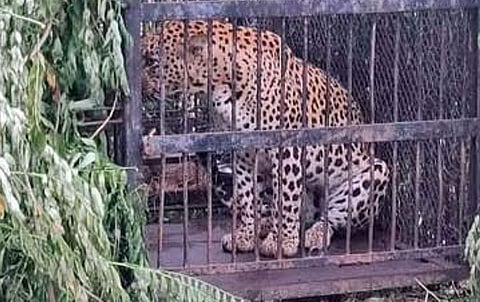 திருமலையில் வனத் துறையினா் அமைத்த கூண்டில் திங்கள்கிழமை சிக்கிய சிறுத்தை.