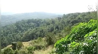 கொடைக்கானல் வனப் பகுதியிலுள்ள சுற்றுலாத் தலமான மதிகெட்டான் சோலை.