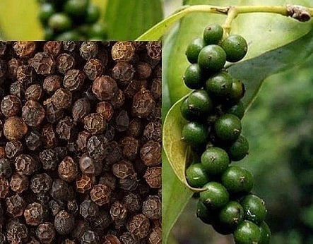 மிளகு, மிளகு கொடி.