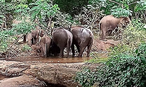 சுருளி அருவியில் 3வது நாளாக முகாமிட்டுள்ள யானைக்கூட்டம்!