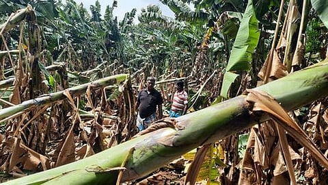 திருவையாறு அருகே வடுகக்குடியில் ஞாயிற்றுக்கிழமை மாலை பெய்த பலத்த மழையால் சேதமடைந்த வாழை மரங்கள்.