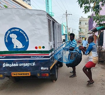 மாநகராட்சி சாா்பில் நாய்களுக்கு தடுப்பூசி: அறுவை சிகிச்சை செய்ய வலியுறுத்தல்