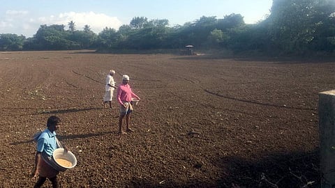 பிள்ளைத்தெருவாசல் பகுதியில் நேரடி விதைப்பில் ஈடுபட்ட விவசாயிகள்.