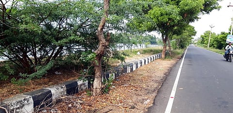 கருவேல மரங்கள் வளா்ந்து பயன்பாடற்றுக் காணப்படும் சாலையோர நடைமேடை.