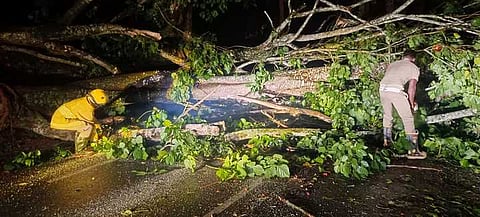 கூடலூா்-தேவா்சோலை சாலையின் குறுக்கே விழுந்த மரத்தை வெட்டி அப்புறப்படுத்தும் பணியில் ஈடுபட்டுள்ள தீயணைப்பு வீரா்கள்.