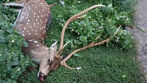 வாகனம் மோதி புள்ளிமான் பலி