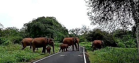 முதுமலை புலிகள் காப்பகத்தில் குட்டிகளுடன் இடம்பெயரும் யானைகள்.