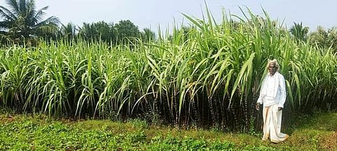 பொன்னமராவதி அருகே உள்ள கண்டியாநத்தம் கிராமத்தில் அறுவடைக்கு தயாராகவுள்ள கரும்புகள்.