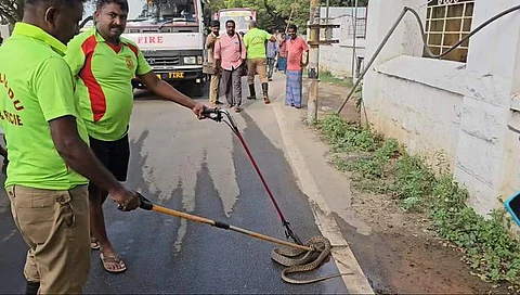 திருநெல்வேலி மாவட்ட ஆட்சியா் அலுவலகத்தில் பாம்பை லாவமாக பிடித்த தீயணைப்பு வீரர்கள்.