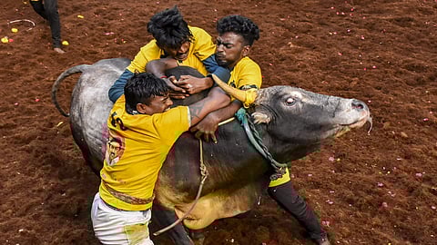  ஜல்லிக்கட்டு