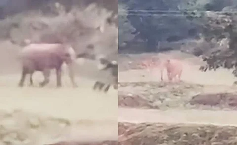 லோயர்கேம்ப் விவசாய நிலத்தில் யானை