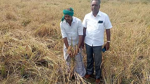 ​பட்டுக்கோட்டை அருகே உள்ள ஆம்பலாப்பட்டு பாலாயிகுடிகாடு கிராமத்தில் அறுவடை செய்த நிலத்தில் அடித் தாழிலிருந்து கதிா் வளா்ந்துள்ளதைக் காண்பிக்கும் விவசாயி ஜெயராஜ்.