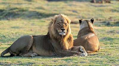 சிங்கங்களுக்கு அக்பர், சீதா பெயர்கள்! முதன்மை வனப் பாதுகாவலர் இடைநீக்கம்!